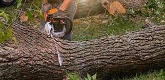 Best Fruit Tree Pruning  in Michigan City, IN