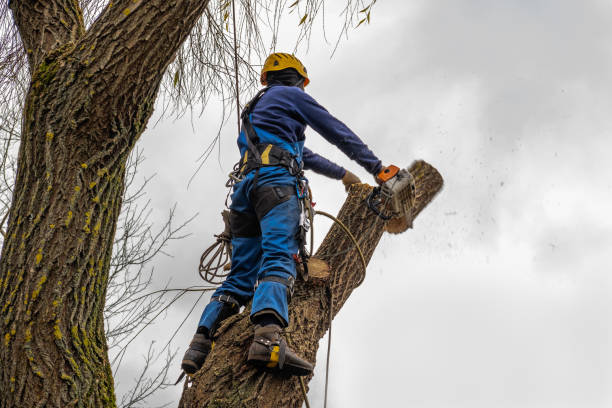 Best Hedge Trimming  in Michigan City, IN