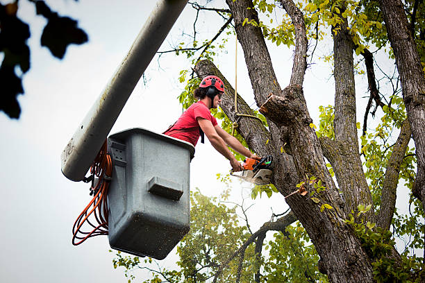 Best Root Management and Removal  in Michigan City, IN