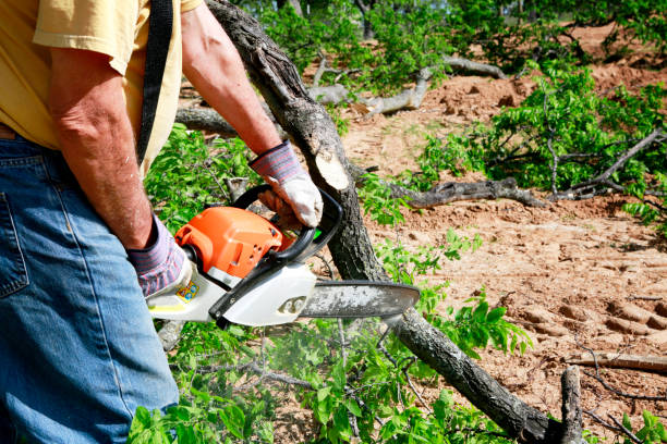 Best Tree Cabling and Bracing  in Michigan City, IN